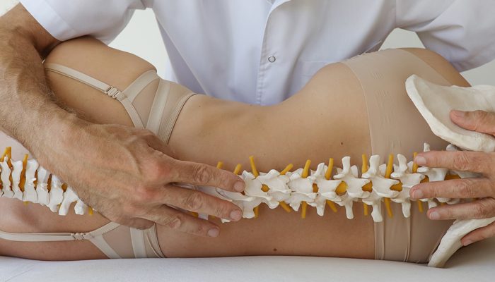 Osteopato rankos ant pacientės nugaros šalia stuburo modelio